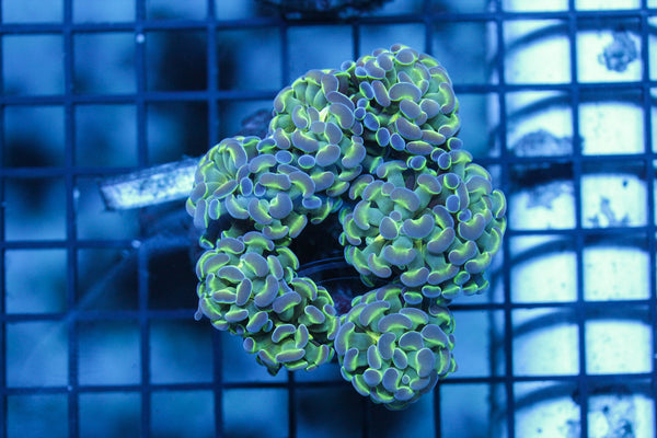 wholesale_coral - saltwater_fish saltwater_coral - rare corals - coralsdepot - Corals_Depot - live_corals - eye - catching - coral quality_marine_fish - quality - marine discoun