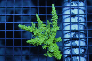 wholesale_coral - saltwater_fish saltwater_coral - rare corals - coralsdepot - Corals_Depot - live_corals - eye - catching - coral quality_marine_fish - quality - marine discoun