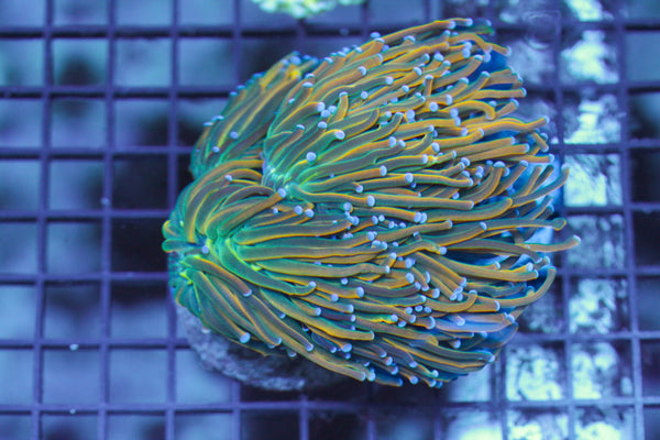 wholesale_coral - saltwater_fish saltwater_coral - rare corals - coralsdepot - Corals_Depot - live_corals - eye - catching - coral quality_marine_fish - quality - marine discoun