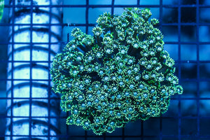 wholesale_coral - saltwater_fish saltwater_coral - rare corals - coralsdepot - Corals_Depot - live_corals - eye - catching - coral quality_marine_fish - quality - marine discoun
