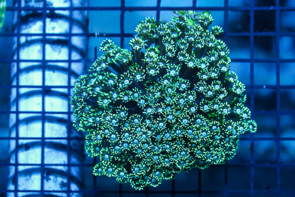 wholesale_coral - saltwater_fish saltwater_coral - rare corals - coralsdepot - Corals_Depot - live_corals - eye - catching - coral quality_marine_fish - quality - marine discoun