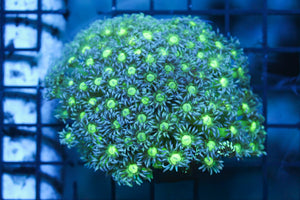 wholesale_coral - saltwater_fish saltwater_coral - rare corals - coralsdepot - Corals_Depot - live_corals - eye - catching - coral quality_marine_fish - quality - marine discoun
