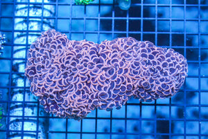 wholesale_coral - saltwater_fish saltwater_coral - rare corals - coralsdepot - Corals_Depot - live_corals - eye - catching - coral quality_marine_fish - quality - marine discoun