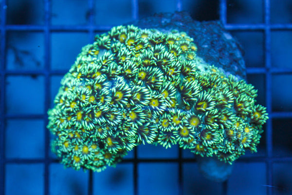 wholesale_coral - saltwater_fish saltwater_coral - rare corals - coralsdepot - Corals_Depot - live_corals - eye - catching - coral quality_marine_fish - quality - marine discoun