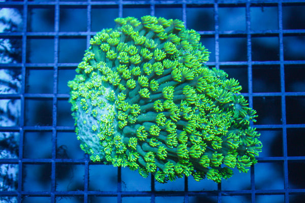 wholesale_coral - saltwater_fish saltwater_coral - rare corals - coralsdepot - Corals_Depot - live_corals - eye - catching - coral quality_marine_fish - quality - marine discoun