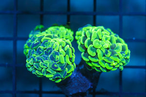 wholesale_coral - saltwater_fish saltwater_coral - rare corals - coralsdepot - Corals_Depot - live_corals - eye - catching - coral quality_marine_fish - quality - marine discoun