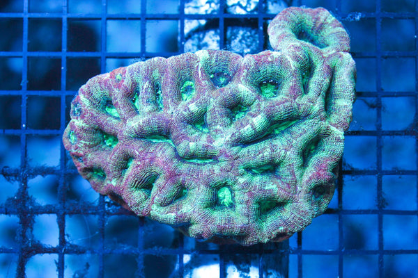 wholesale_coral - saltwater_fish saltwater_coral - rare corals - coralsdepot - Corals_Depot - live_corals - eye - catching - coral quality_marine_fish - quality - marine discoun