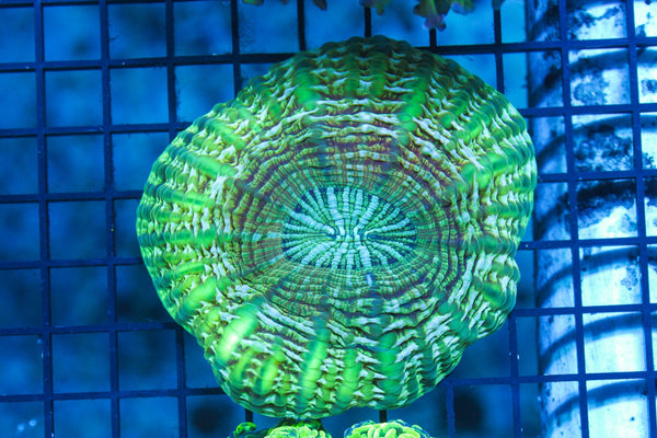 wholesale_coral - saltwater_fish saltwater_coral - rare corals - coralsdepot - Corals_Depot - live_corals - eye - catching - coral quality_marine_fish - quality - marine discoun