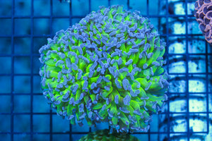 wholesale_coral - saltwater_fish saltwater_coral - rare corals - coralsdepot - Corals_Depot - live_corals - eye - catching - coral quality_marine_fish - quality - marine discoun