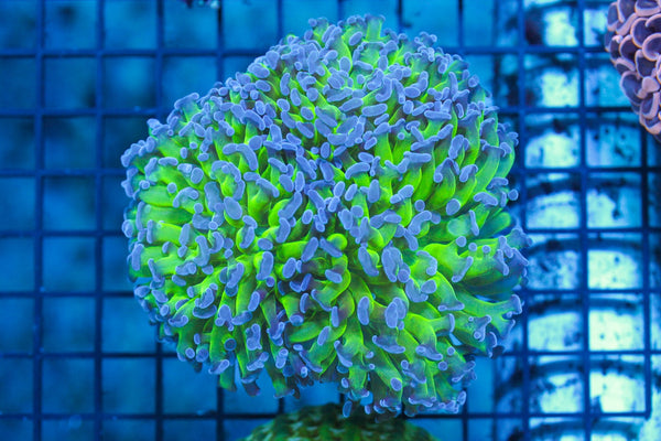 wholesale_coral - saltwater_fish saltwater_coral - rare corals - coralsdepot - Corals_Depot - live_corals - eye - catching - coral quality_marine_fish - quality - marine discoun