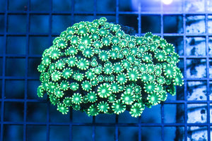 wholesale_coral - saltwater_fish saltwater_coral - rare corals - coralsdepot - Corals_Depot - live_corals - eye - catching - coral quality_marine_fish - quality - marine discoun