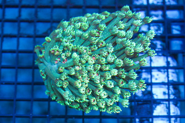 wholesale_coral - saltwater_fish saltwater_coral - rare corals - coralsdepot - Corals_Depot - live_corals - eye - catching - coral quality_marine_fish - quality - marine discoun