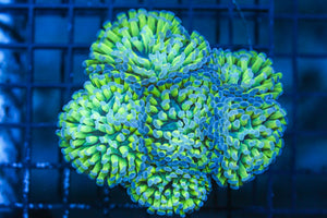 wholesale_coral - saltwater_fish saltwater_coral - rare corals - coralsdepot - Corals_Depot - live_corals - eye - catching - coral quality_marine_fish - quality - marine discoun