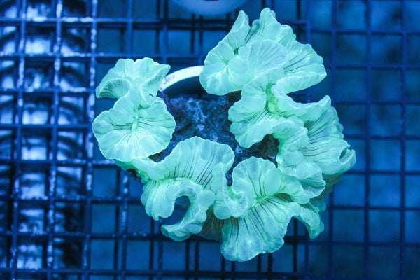 wholesale_coral - saltwater_fish saltwater_coral - rare corals - coralsdepot - Corals_Depot - live_corals - eye - catching - coral quality_marine_fish - quality - marine discoun