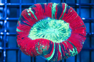 wholesale_coral - saltwater_fish saltwater_coral - rare corals - coralsdepot - Corals_Depot - live_corals - eye - catching - coral quality_marine_fish - quality - marine discoun