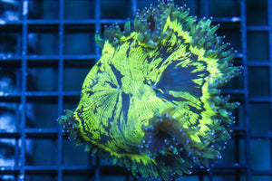wholesale_coral - saltwater_fish saltwater_coral - rare corals - coralsdepot - Corals_Depot - live_corals - eye - catching - coral quality_marine_fish - quality - marine discoun