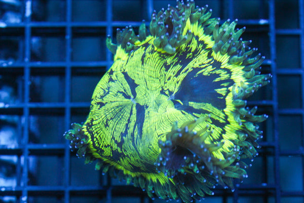 wholesale_coral - saltwater_fish saltwater_coral - rare corals - coralsdepot - Corals_Depot - live_corals - eye - catching - coral quality_marine_fish - quality - marine discoun
