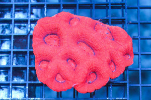 wholesale_coral - saltwater_fish saltwater_coral - rare corals - coralsdepot - Corals_Depot - live_corals - eye - catching - coral quality_marine_fish - quality - marine discoun