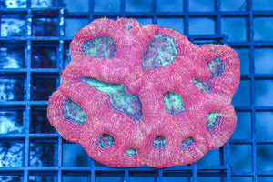 wholesale_coral - saltwater_fish saltwater_coral - rare corals - coralsdepot - Corals_Depot - live_corals - eye - catching - coral quality_marine_fish - quality - marine discoun