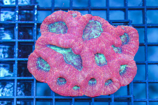 wholesale_coral - saltwater_fish saltwater_coral - rare corals - coralsdepot - Corals_Depot - live_corals - eye - catching - coral quality_marine_fish - quality - marine discoun