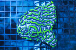 wholesale_coral - saltwater_fish saltwater_coral - rare corals - coralsdepot - Corals_Depot - live_corals - eye - catching - coral quality_marine_fish - quality - marine discoun