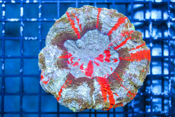 wholesale_coral - saltwater_fish saltwater_coral - rare corals - coralsdepot - Corals_Depot - live_corals - eye - catching - coral quality_marine_fish - quality - marine discoun