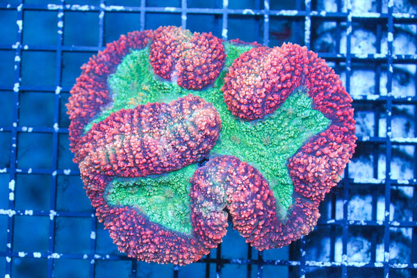 wholesale_coral - saltwater_fish saltwater_coral - rare corals - coralsdepot - Corals_Depot - live_corals - eye - catching - coral quality_marine_fish - quality - marine discoun