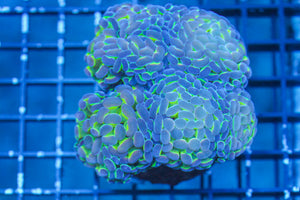 wholesale_coral - saltwater_fish saltwater_coral - rare corals - coralsdepot - Corals_Depot - live_corals - eye - catching - coral quality_marine_fish - quality - marine discoun