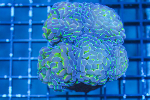 wholesale_coral - saltwater_fish saltwater_coral - rare corals - coralsdepot - Corals_Depot - live_corals - eye - catching - coral quality_marine_fish - quality - marine discoun