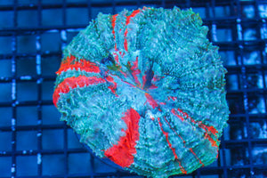 wholesale_coral - saltwater_fish saltwater_coral - rare corals - coralsdepot - Corals_Depot - live_corals - eye - catching - coral quality_marine_fish - quality - marine discoun