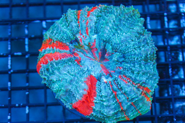 wholesale_coral - saltwater_fish saltwater_coral - rare corals - coralsdepot - Corals_Depot - live_corals - eye - catching - coral quality_marine_fish - quality - marine discoun