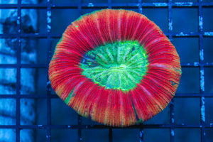 wholesale_coral - saltwater_fish saltwater_coral - rare corals - coralsdepot - Corals_Depot - live_corals - eye - catching - coral quality_marine_fish - quality - marine discoun