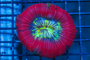 wholesale_coral - saltwater_fish saltwater_coral - rare corals - coralsdepot - Corals_Depot - live_corals - eye - catching - coral quality_marine_fish - quality - marine discoun