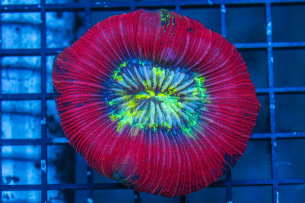 wholesale_coral - saltwater_fish saltwater_coral - rare corals - coralsdepot - Corals_Depot - live_corals - eye - catching - coral quality_marine_fish - quality - marine discoun