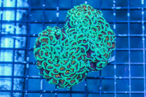 wholesale_coral - saltwater_fish saltwater_coral - rare corals - coralsdepot - Corals_Depot - live_corals - eye - catching - coral quality_marine_fish - quality - marine discoun