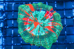 wholesale_coral - saltwater_fish saltwater_coral - rare corals - coralsdepot - Corals_Depot - live_corals - eye - catching - coral quality_marine_fish - quality - marine discoun
