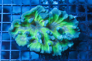 wholesale_coral - saltwater_fish saltwater_coral - rare corals - coralsdepot - Corals_Depot - live_corals - eye - catching - coral quality_marine_fish - quality - marine discoun