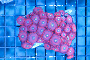 wholesale_coral - saltwater_fish saltwater_coral - rare corals - coralsdepot - Corals_Depot - live_corals - eye - catching - coral quality_marine_fish - quality - marine discoun