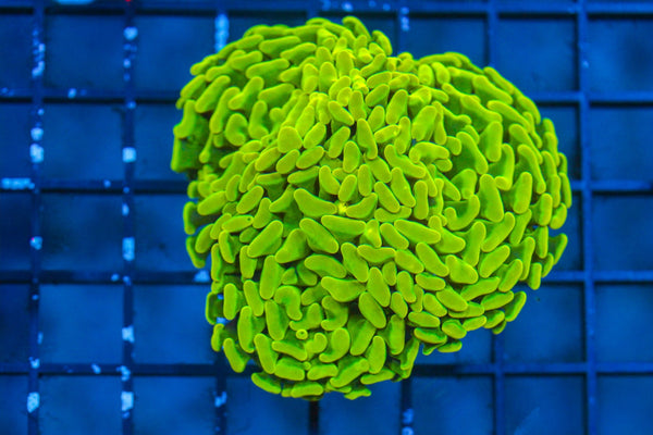 wholesale_coral - saltwater_fish saltwater_coral - rare corals - coralsdepot - Corals_Depot - live_corals - eye - catching - coral quality_marine_fish - quality - marine discoun