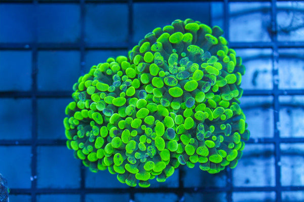 wholesale_coral - saltwater_fish saltwater_coral - rare corals - coralsdepot - Corals_Depot - live_corals - eye - catching - coral quality_marine_fish - quality - marine discoun
