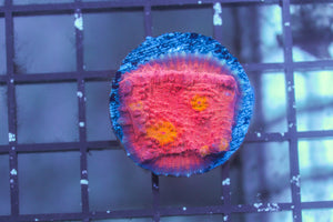wholesale_coral - saltwater_fish saltwater_coral - rare corals - coralsdepot - Corals_Depot - live_corals - eye - catching - coral quality_marine_fish - quality - marine discoun