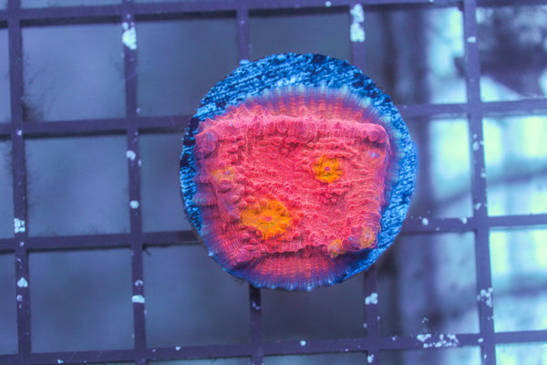 wholesale_coral - saltwater_fish saltwater_coral - rare corals - coralsdepot - Corals_Depot - live_corals - eye - catching - coral quality_marine_fish - quality - marine discoun