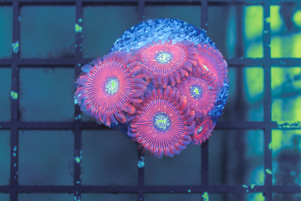 wholesale_coral - saltwater_fish saltwater_coral - rare corals - coralsdepot - Corals_Depot - live_corals - eye - catching - coral quality_marine_fish - quality - marine discoun