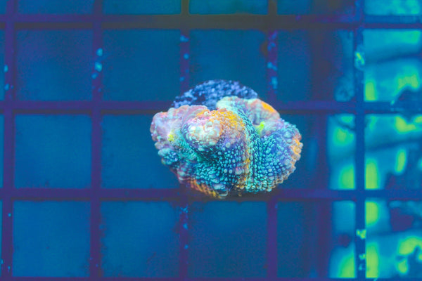 wholesale_coral - saltwater_fish saltwater_coral - rare corals - coralsdepot - Corals_Depot - live_corals - eye - catching - coral quality_marine_fish - quality - marine discoun