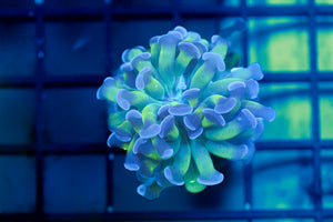 wholesale_coral - saltwater_fish saltwater_coral - rare corals - coralsdepot - Corals_Depot - live_corals - eye - catching - coral quality_marine_fish - quality - marine discoun
