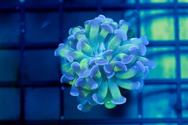 wholesale_coral - saltwater_fish saltwater_coral - rare corals - coralsdepot - Corals_Depot - live_corals - eye - catching - coral quality_marine_fish - quality - marine discoun