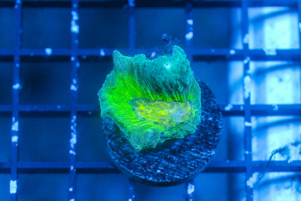 wholesale_coral - saltwater_fish saltwater_coral - rare corals - coralsdepot - Corals_Depot - live_corals - eye - catching - coral quality_marine_fish - quality - marine discoun