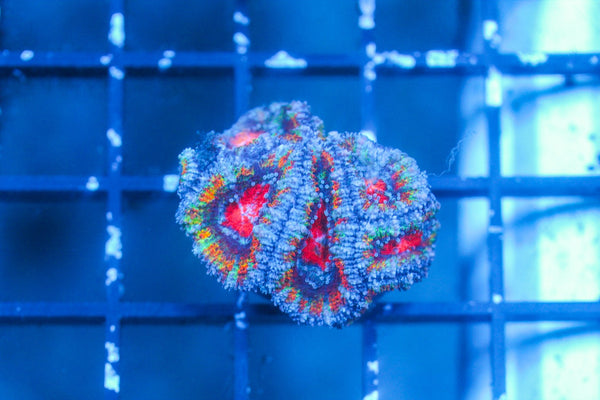 wholesale_coral - saltwater_fish saltwater_coral - rare corals - coralsdepot - Corals_Depot - live_corals - eye - catching - coral quality_marine_fish - quality - marine discoun