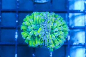 wholesale_coral - saltwater_fish saltwater_coral - rare corals - coralsdepot - Corals_Depot - live_corals - eye - catching - coral quality_marine_fish - quality - marine discoun
