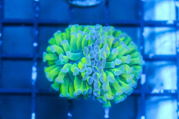 wholesale_coral - saltwater_fish saltwater_coral - rare corals - coralsdepot - Corals_Depot - live_corals - eye - catching - coral quality_marine_fish - quality - marine discoun